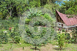 Beautiful landscape of a small coffee plantation in Lake Toba, Sumatra, Indonesia