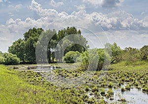 Beautiful landscape of a small swamp located near the forest