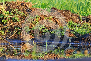 Beautiful landscape with snipes