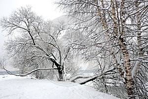 Beautiful landscape with snowy trees at the edge of frozen river at gloomy winter day