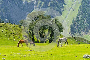 Beautiful landscape of Sonamarg with many horses, Srinagar, India
