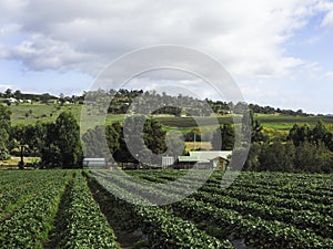 Beautiful Landscape in Sorell, Tasmania, Australia