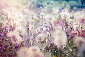 Beautiful landscape in spring - dandelion seed, fluffy blow ball