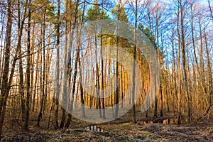 Beautiful Landscape. Spring Time Forest At Sunset