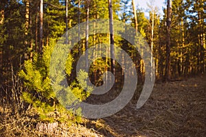 Beautiful Landscape. Spring Time Forest At Sunset