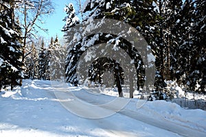 Beautiful landscape with suburban road in snow-covered high trees in the winter forest after snowfall on sunny day