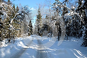 Beautiful landscape with suburban road in snow-covered high trees in the winter forest after snowfall on sunny day