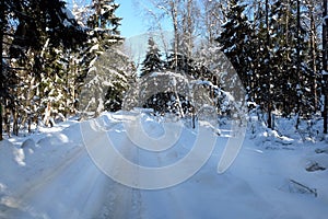 Beautiful landscape with suburban road in snow-covered high trees in the winter forest after snowfall on sunny day