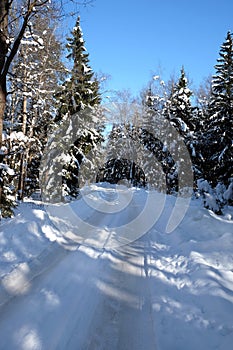 Beautiful landscape with suburban road in snow-covered high trees in the winter forest after snowfall on sunny day