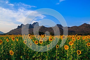 Beautiful landscape with sunflower field