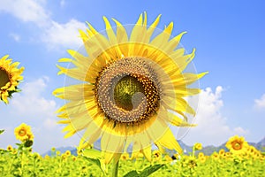 Beautiful landscape with sunflower field