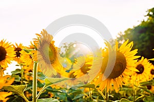 Beautiful landscape with sunflower field over cloudy blue sky and bright sun lights, Stage photograph of the blooming sun