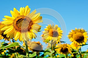 Beautiful landscape with sunflower in the field place for inscription