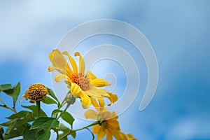 Beautiful landscape sunflowers field on blue sky background