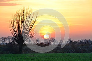 Beautiful landscape, sunset, tree and field, Poland