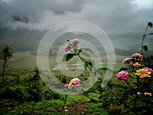 Beautiful landscape of tea plantation in the Indian state of Kerala with selective focus. landscape of the city, Munnar with its