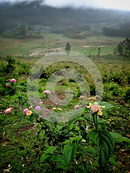 Beautiful landscape of tea plantation in the Indian state of Kerala with selective focus. landscape of the city, Munnar with its