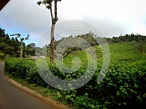 Beautiful landscape of tea plantation in the Indian state of Kerala with selective focus. landscape of the city, Munnar with its