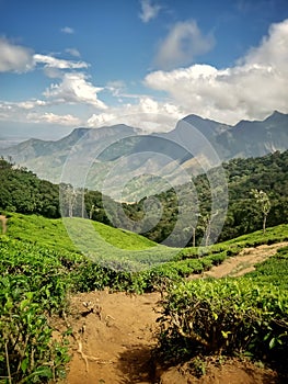 Beautiful landscape of tea plantation in the Indian state of Kerala with selective focus. landscape of the city, Munnar with its