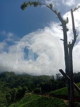 Beautiful landscape of tea plantation in the Indian state of Kerala with selective focus. landscape of the city, Munnar with its