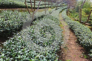 Beautiful landscape of tea plantations