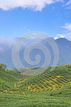 Beautiful landscape of tea plantations