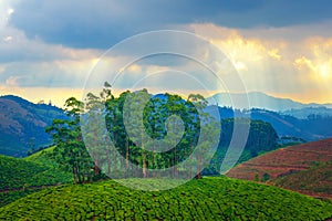 Landscape tea plantations and hills in pre-dawn haze, India