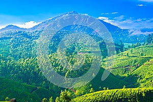 Beautiful landscape of the tea plantations in India