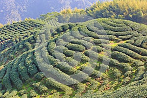 Beautiful landscape of tea plantations