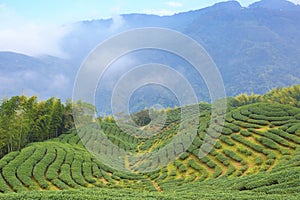 Beautiful landscape of tea plantations and mountains