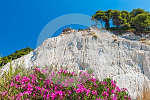 Top of the white cliffs Mons Klint photo