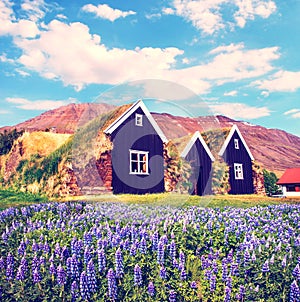 Beautiful landscape with traditional wooden housing with moss-covered roofs and flowers of lupine in a front in museum in Holar,