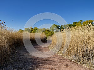 Beautiful landscape , trail with Miscanthus of Clark County Wetlands Park