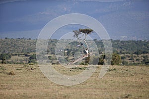 Beautiful landscape with tree in africa