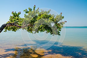 Beautiful landscape of tree growing over ocean at beach of Bijagos island Bubaque, Guinea Bissau, West Africa