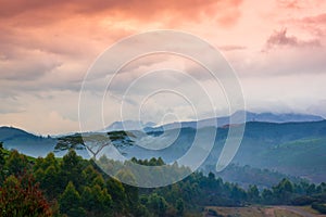 Beautiful landscape with a tree and mountains in a pre-dawn haze