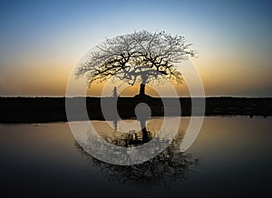 Beautiful landscape with tree silhouette and reflection at sunset with alone girl and bike under the tree