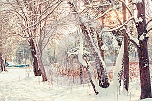 Beautiful landscape trees and branches in frost in winter at dawn. Shining cold in the winter Park. Christmas background
