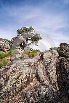 Beautiful landscape of trees growing between the huge granite rocks and holm oaks