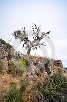 Beautiful landscape of trees growing between the huge granite rocks and holm oaks