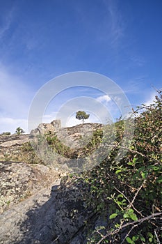 A beautiful landscape of trees growing between the huge granite rocks, holm oaks and cork oaks, which bear acorns to feed the