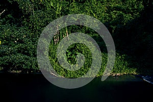 Beautiful landscape of trees with natural soft light in forest near river Kwai Noi at Kanchanaburi,Thailand.