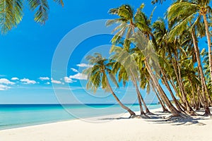 Beautiful landscape of tropical beach on Boracay island, Philippines. Coconut palm trees, sea, sailboat and white sand. Nature