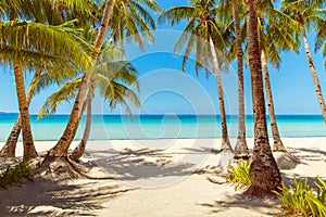 Beautiful landscape of tropical beach on Boracay island, Philippines. Coconut palm trees, sea, sailboat and white sand. Nature