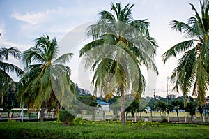 Beautiful landscape of tropical plants of the Andaman Sea to Port Blair India