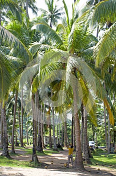 Beautiful landscape of tropical trees Port Blair India