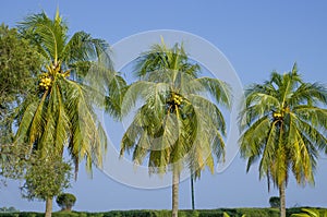 Beautiful landscape of tropical trees Port Blair India