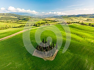 Beautiful landscape of Tuscany in Italy - Group of italian cypresses near San Quirico dÂ´Orcia - aerial view - Val dâ€™Orcia,