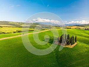 Beautiful landscape of Tuscany in Italy - Group of italian cypresses near San Quirico dÂ´Orcia - aerial view - Val dâ€™Orcia,