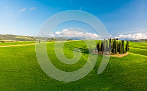 Beautiful landscape of Tuscany in Italy - Group of italian cypresses near San Quirico dÂ´Orcia - aerial view - Val dâ€™Orcia,